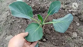 Моя порада від мурашок. Садимо розсаду.🥬🥬🥬🥦🥦