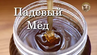 Падевый Мёд Определяем падь в Меду Мёд из Иркутской области