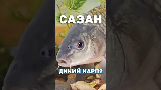 САЗАН - дикий карп? Безжелудочная рыба. Описание, образ жизни #пруд #рыбы