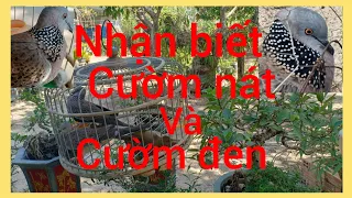 Nhận biết cườm nát và cườm đen