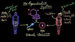 Khan Academy - Welcome to Reproductive System!