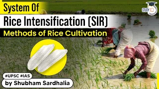 What is System Of Rice Intensification & Its benefit in method of rice cultivation? | Explained UPSC