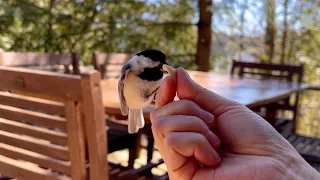 As I see them daily I can even tell the chickadees apart.