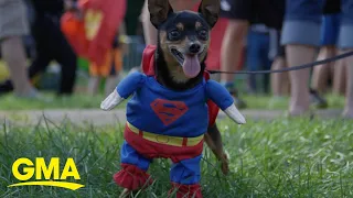 Americans' getting their pets into the Halloween spirit | GMA