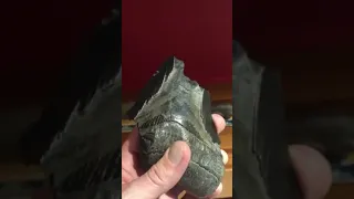 Georges St-Pierre Finds Megalodon Tooth And Broke It Accidentally