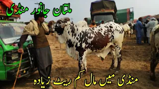 Multan Cow Mandi Latest Updates | SS Tv