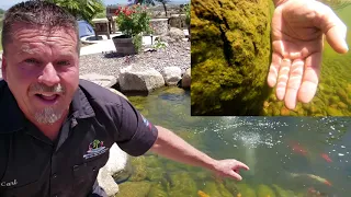 How to REMOVE ALGAE from a pond | Temecula Pond Maintenance