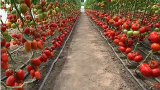 How to Grow Tomatoes in Israel - Amazing Israel Agriculture Technology