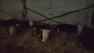 Как отдыхают коровы при безпривязном содержании.