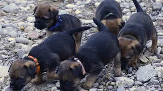 Border Terrier – Welpenausflug