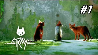 ตามติดชีวิตแมวส้ม I Stray : Part 1 (Sub-Thai)