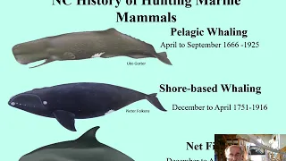 North Carolina Whales