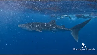 08.05.24 - Whale Shark & Manta Rays Dives at Ice Cream Reef, Raandi Wreck & Dhigurah Arches Maldives