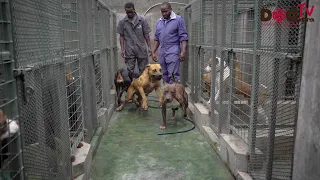 DOBERMAN, AMERICAN PITBULS,SOUTH AFRICA BOERBOELS AND GERMAN SHEPHARDS DOG BREEDER @FIDEL KENNEL