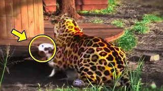 Aggressive Jaguar Attacks Dog. Then Something Unexpected  Happens
