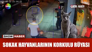 Kavgacı kedi: Duman!