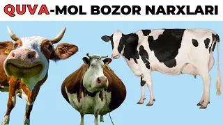 21-FEVRAL QUVA MOL BOZORI NARXLARI | FARG'ONA