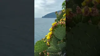 цветущие кактусы в Крыму .