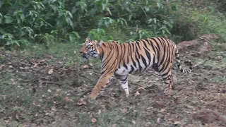 Veera Tigress Tadoba  (Sarfaraz Photography)