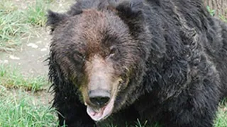 This Bear Fatally Mauled 7 People In One Week!