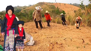 Iu Mien Thailand - Best time to plant cassava