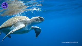 Snorkel Tenerife: Tortuga verde Encuentros