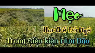 Mẹo! Giúp hạn chế đỗ ngã | Trong điều kiện mưa bão | Nông Dân Miền Tây.