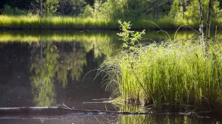 Разлука (из кф Гардемарины вперед ) Елена Камбурова...