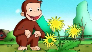 Georges le Petit Singe 🐵Le Troupeau De Vaches 🐵Saison 1  🐵 Dessins Animés