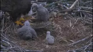 DECORAH NORTH NEST  5/10/2016   1:36 PM  CDT  DAD BRING A BIG FISH AND TWO GET TO EAT