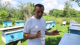 Summer work in the apiary | Ordinary everyday life of beekeeper