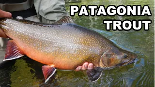 Fly Fishing in Patagonia: Big Trout on a Budget- Trout Bum Rio Pico