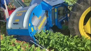 Fontana RF3 machine on John Deere tractor harvesting green beans