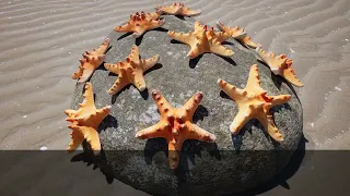 The Starfish Story