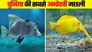 इन मछलियों को सिर्फ किस्मत वाले ही देख पाते है | Most Unique Fish in the World