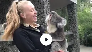 4 koalas mating call at the same time