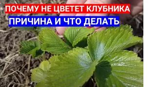 ПОЧЕМУ НЕ ЦВЕТЕТ КЛУБНИКА В ЭТОМ ГОДУ- ЧЕМ ПОДКОРМИТЬ СЛАБЫЕ КУСТЫ КЛУБНИКИ