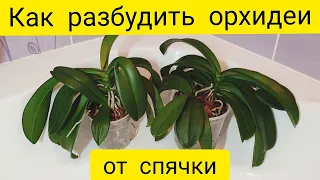 Как разбудить орхидеи от спячки Горячий душ, японское удобрение и стимулирующий раствор для орхидей