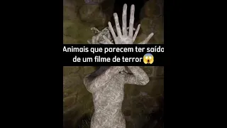 Criaturas bizarras que habitam o fundo da fossas das Marianas😱...