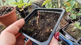 Можно ли сажать поздно осенью маленькие саженцы метельчатой гортензии 🌿🌿