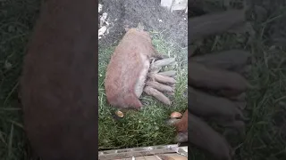 👼 🍼🍼 Pui de mangalita 2 săptămâni 🐗  🐗