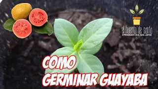 Como Germinar Semillas de Guayaba / how to germinate guava seeds