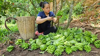 Video Full: Harvest Buddha's hand, Jackfruit, Pear, White radish Goes market sell