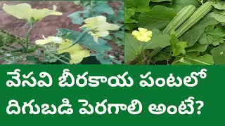 Summer Ridge Gourd Cultivation ||వేసవి బీరకాయ పంట సాగు ||