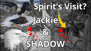 Spirit's Visit? Brave Jackie & Shadow vs Snowstorm 🦅🦅, Shadow & Stick Antics 🥢🦅 March 15-17 ❤️