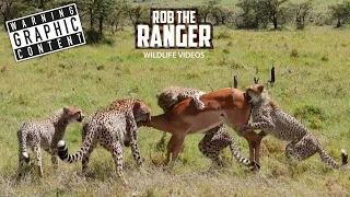 Young Cheetahs Learning To Take Down Large Prey | Lalashe Maasai Mara Safari