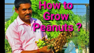 How to Grow Peanuts easily at your Home ? || Grow Peanuts on Terrace || How to Grow Peanuts in Pots