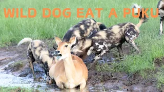 WARNING GRAPHIC CONTENT!!! Wild Dogs kill and devour a Puku - Kafue National Park, Zambia