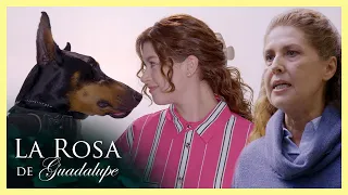 Paula es feliz con su doberman pero su familia lo rechaza | La rosa de Guadalupe 2/4 | Todos...