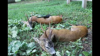 Roe deer hunting in Romania 3; Rehbock Jagd in Rumänien Chasse des brocards en Roumanie 3